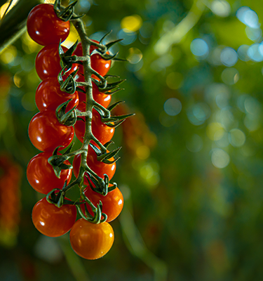 Project Operational excellence, Red Star – Netherlands