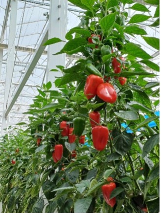 Project Chong Ming – YouYou Group, Shanghai China