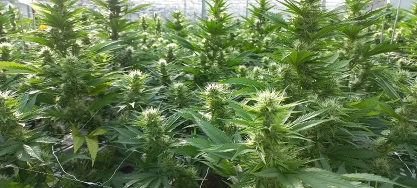 flowering-phase3.jpg.webp