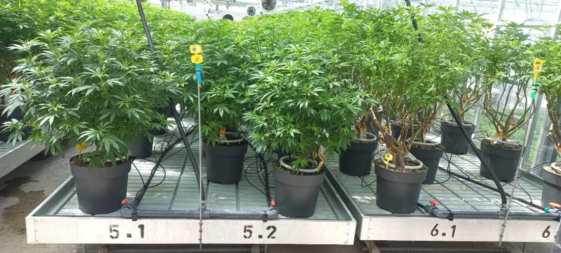 motherplants.jpg.webp