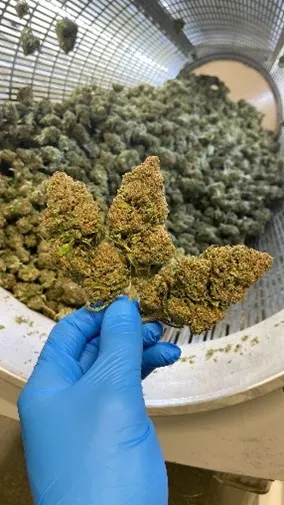 post-harvest1.jpg.webp