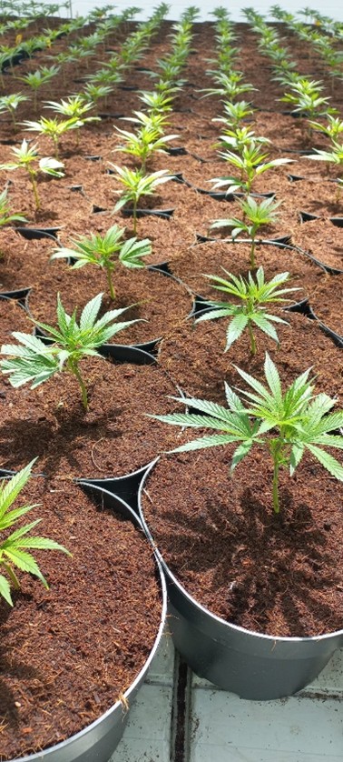 Project  Phyto vitality AG – Switzerland